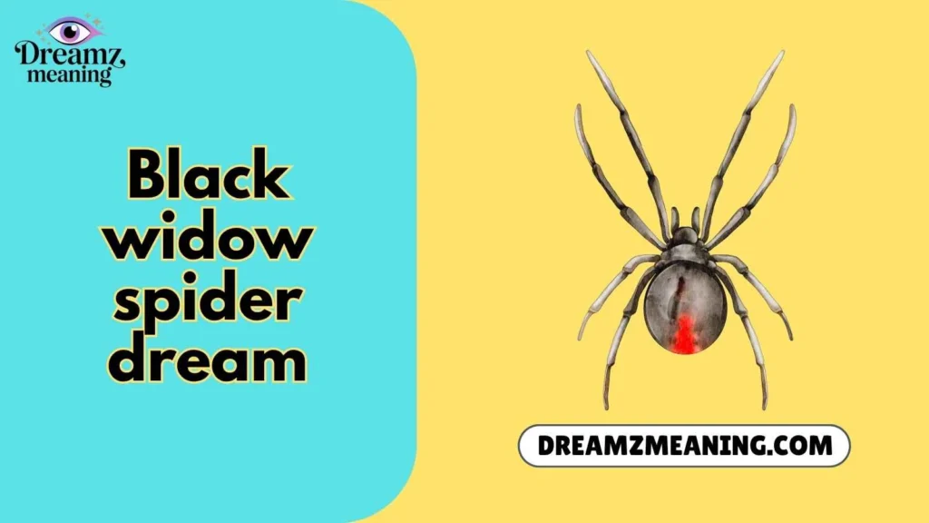 black widow spider dream