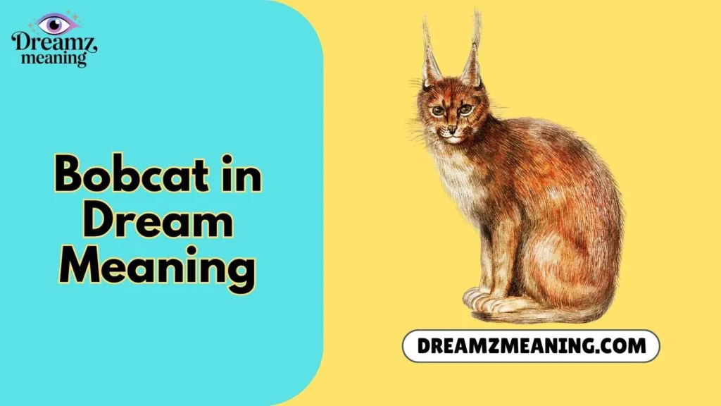 Bobcat in Dream Meaning