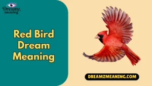 Red Bird Dream Meaning