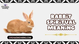 Rabbit Spiritual Meaning