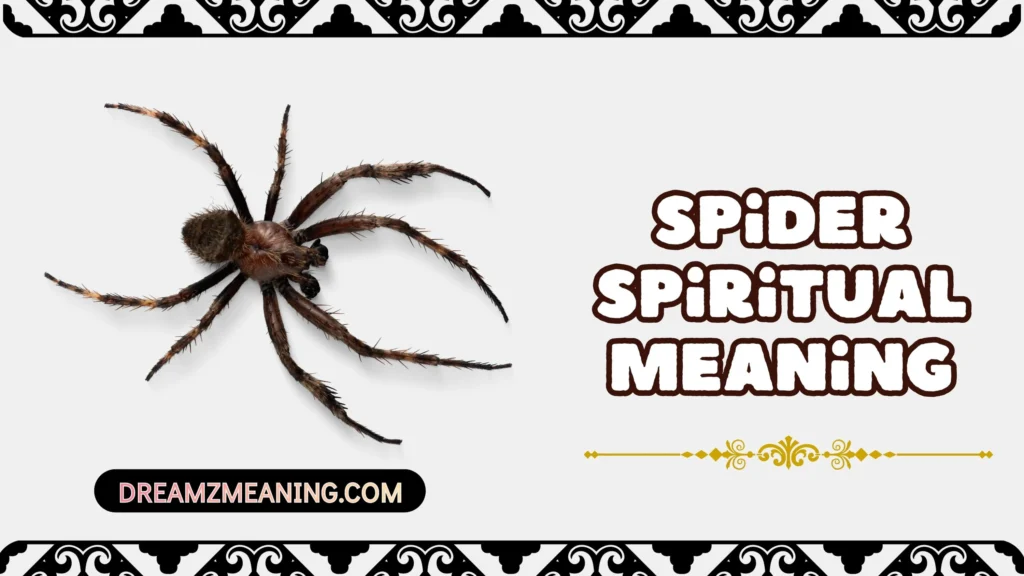 Spider Spiritual Meaning